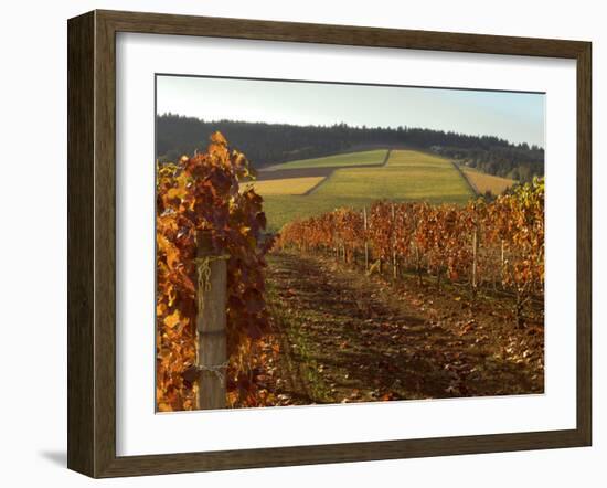 Fall Colors Over the Knudsen Vineyard, Willamette Valley, Oregon, USA-Janis Miglavs-Framed Photographic Print