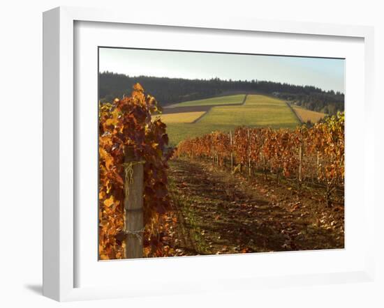 Fall Colors Over the Knudsen Vineyard, Willamette Valley, Oregon, USA-Janis Miglavs-Framed Photographic Print