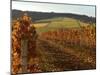 Fall Colors Over the Knudsen Vineyard, Willamette Valley, Oregon, USA-Janis Miglavs-Mounted Photographic Print