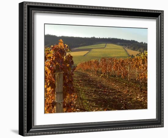 Fall Colors Over the Knudsen Vineyard, Willamette Valley, Oregon, USA-Janis Miglavs-Framed Photographic Print