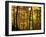 Fall Colors-Chuck Burdick-Framed Photographic Print