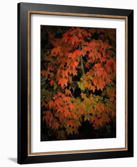 Fall Colours 1-Dorothy Berry-Lound-Framed Giclee Print