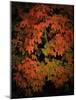 Fall Colours 1-Dorothy Berry-Lound-Mounted Giclee Print