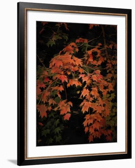 Fall Colours 2-Dorothy Berry-Lound-Framed Giclee Print