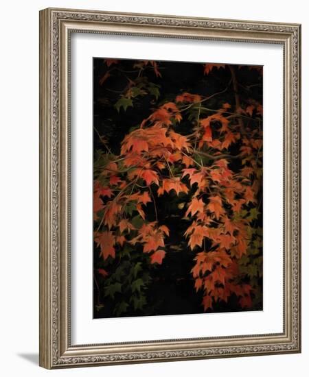 Fall Colours 2-Dorothy Berry-Lound-Framed Giclee Print