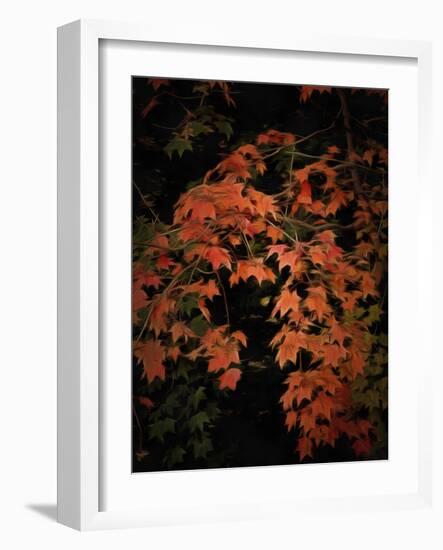 Fall Colours 2-Dorothy Berry-Lound-Framed Giclee Print