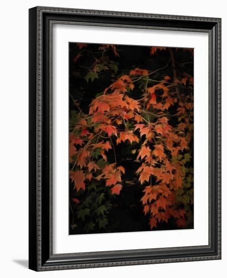 Fall Colours 2-Dorothy Berry-Lound-Framed Giclee Print