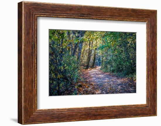 Fall Colours-Tim Oldford-Framed Photographic Print