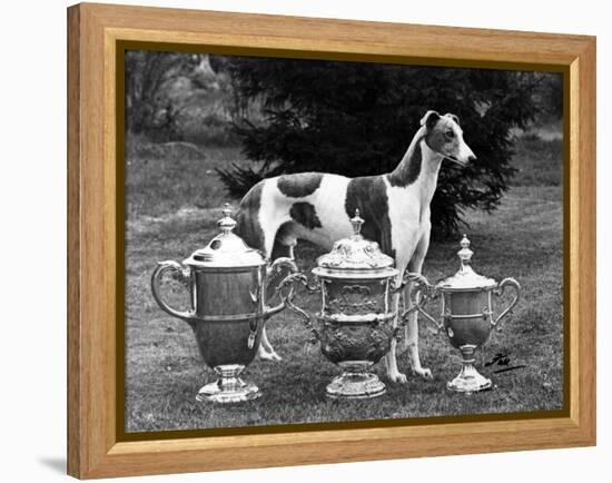 Fall, Crufts, 1956, Greyh'D-Thomas Fall-Framed Premier Image Canvas