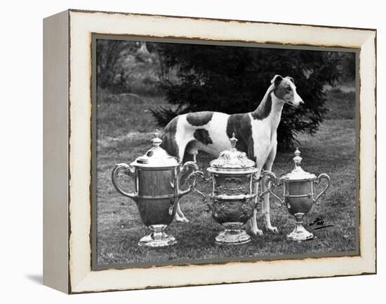 Fall, Crufts, 1956, Greyh'D-Thomas Fall-Framed Premier Image Canvas