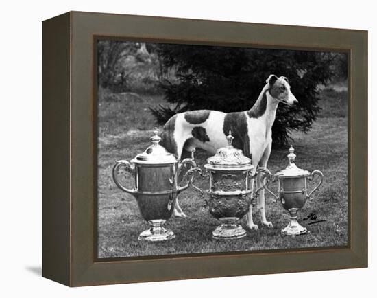 Fall, Crufts, 1956, Greyh'D-Thomas Fall-Framed Premier Image Canvas