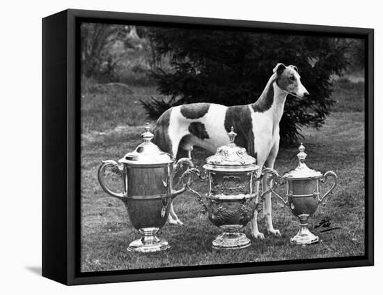 Fall, Crufts, 1956, Greyh'D-Thomas Fall-Framed Premier Image Canvas