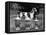 Fall, Crufts, 1956, Greyh'D-Thomas Fall-Framed Premier Image Canvas