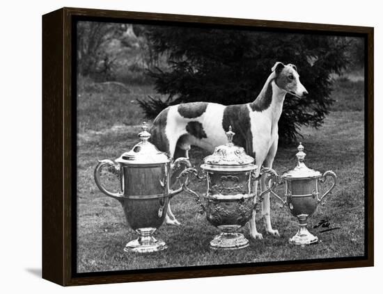 Fall, Crufts, 1956, Greyh'D-Thomas Fall-Framed Premier Image Canvas