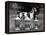 Fall, Crufts, 1956, Greyh'D-Thomas Fall-Framed Premier Image Canvas