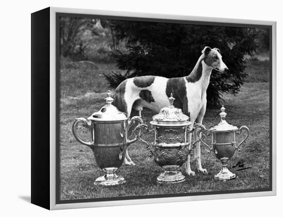 Fall, Crufts, 1956, Greyh'D-Thomas Fall-Framed Premier Image Canvas