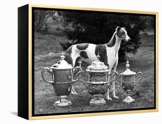 Fall, Crufts, 1956, Greyh'D-Thomas Fall-Framed Premier Image Canvas