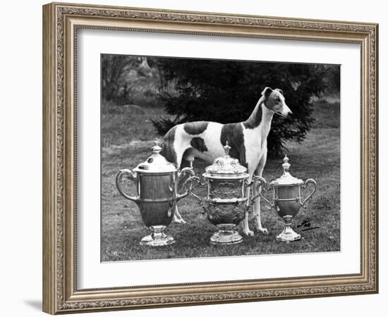 Fall, Crufts, 1956, Greyh'D-Thomas Fall-Framed Photographic Print