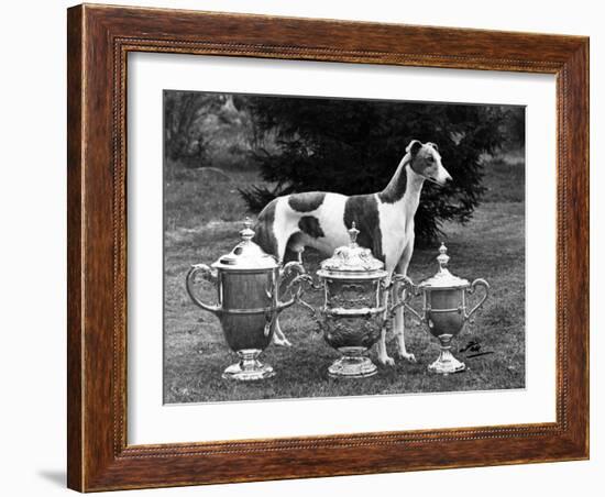 Fall, Crufts, 1956, Greyh'D-Thomas Fall-Framed Photographic Print