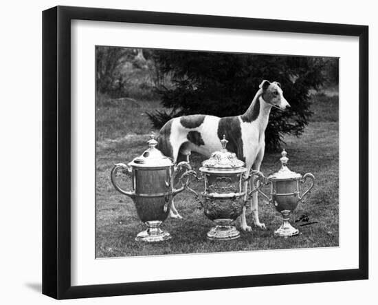 Fall, Crufts, 1956, Greyh'D-Thomas Fall-Framed Photographic Print