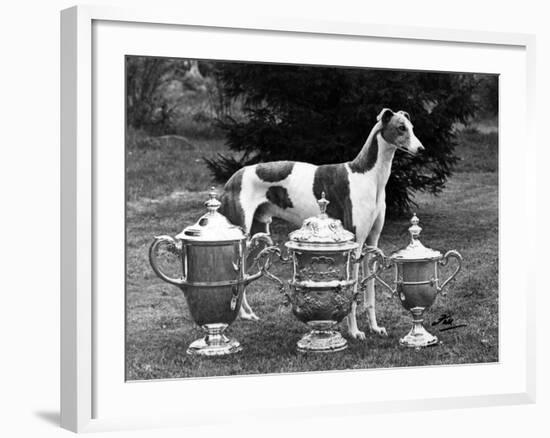 Fall, Crufts, 1956, Greyh'D-Thomas Fall-Framed Photographic Print