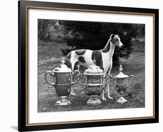Fall, Crufts, 1956, Greyh'D-Thomas Fall-Framed Photographic Print