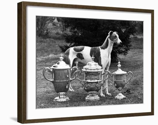 Fall, Crufts, 1956, Greyh'D-Thomas Fall-Framed Photographic Print