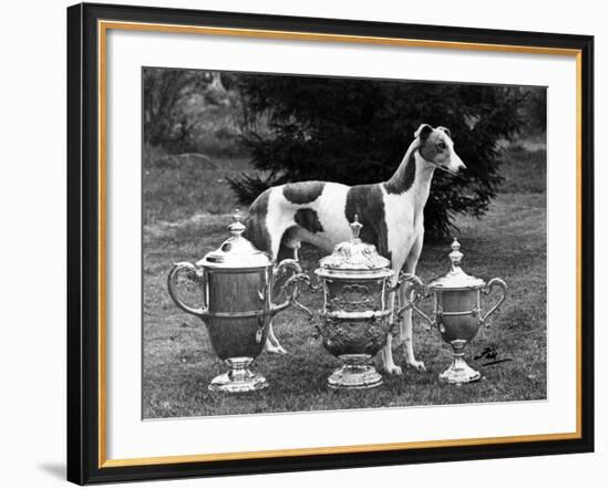 Fall, Crufts, 1956, Greyh'D-Thomas Fall-Framed Photographic Print