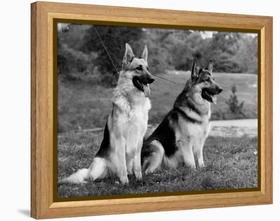 Fall, Crufts, 2 Champions-Thomas Fall-Framed Premier Image Canvas