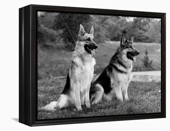 Fall, Crufts, 2 Champions-Thomas Fall-Framed Premier Image Canvas
