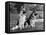 Fall, Crufts, 2 Champions-Thomas Fall-Framed Premier Image Canvas