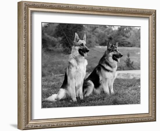 Fall, Crufts, 2 Champions-Thomas Fall-Framed Photographic Print