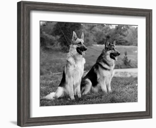 Fall, Crufts, 2 Champions-Thomas Fall-Framed Photographic Print