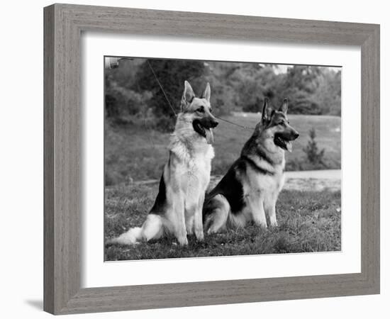 Fall, Crufts, 2 Champions-Thomas Fall-Framed Photographic Print