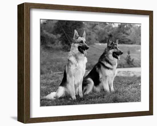 Fall, Crufts, 2 Champions-Thomas Fall-Framed Photographic Print