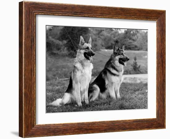 Fall, Crufts, 2 Champions-Thomas Fall-Framed Photographic Print