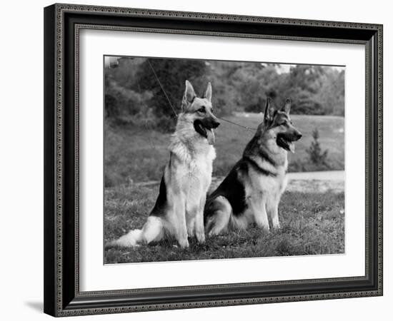 Fall, Crufts, 2 Champions-Thomas Fall-Framed Photographic Print