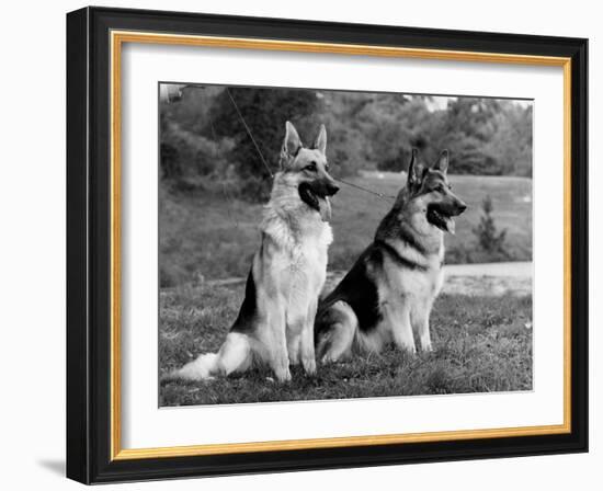 Fall, Crufts, 2 Champions-Thomas Fall-Framed Photographic Print