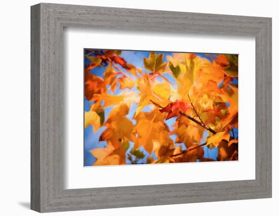 Fall Decorations-Philippe Sainte-Laudy-Framed Photographic Print