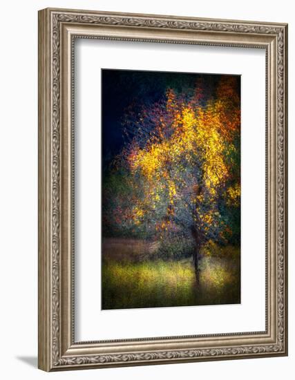 Fall Drama-Ursula Abresch-Framed Photographic Print