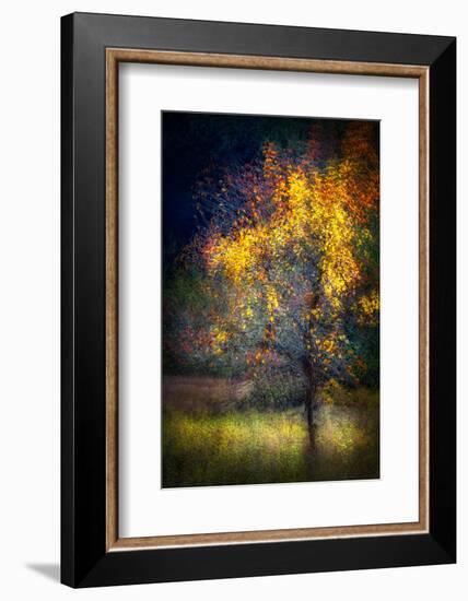 Fall Drama-Ursula Abresch-Framed Photographic Print