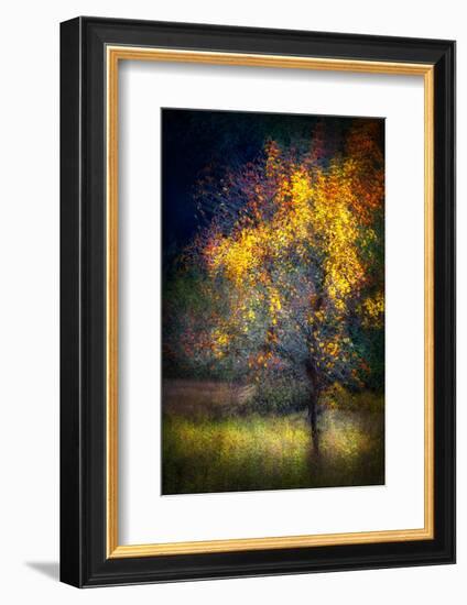 Fall Drama-Ursula Abresch-Framed Photographic Print