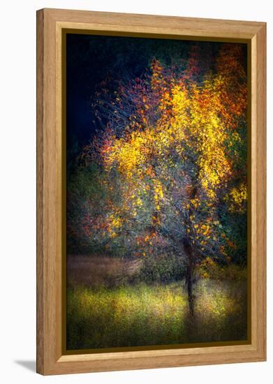 Fall Drama-Ursula Abresch-Framed Premier Image Canvas