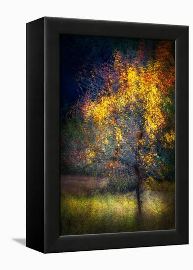 Fall Drama-Ursula Abresch-Framed Premier Image Canvas