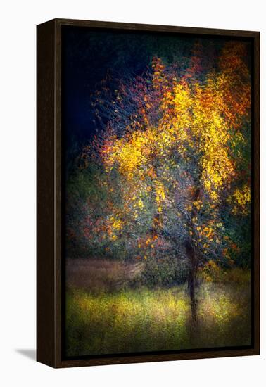 Fall Drama-Ursula Abresch-Framed Premier Image Canvas