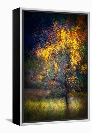 Fall Drama-Ursula Abresch-Framed Premier Image Canvas