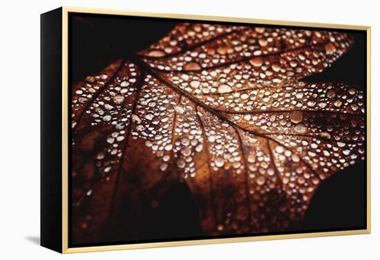 Fall Droplets-Philippe Sainte-Laudy-Framed Premier Image Canvas