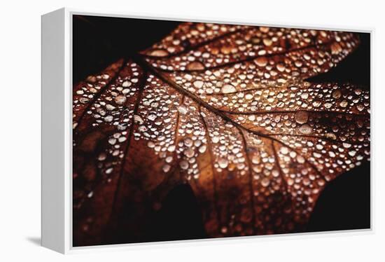 Fall Droplets-Philippe Sainte-Laudy-Framed Premier Image Canvas