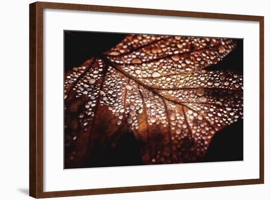 Fall Droplets-Philippe Sainte-Laudy-Framed Photographic Print