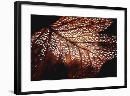 Fall Droplets-Philippe Sainte-Laudy-Framed Photographic Print